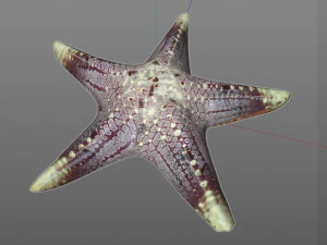 Star Fish v3 manipulado baixo poli Modelo 3D