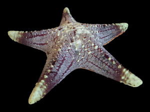 star fish v3 rigged low poly Modelo 3D