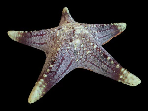 Star Fish v3 manipulado baixo poli Modelo 3D