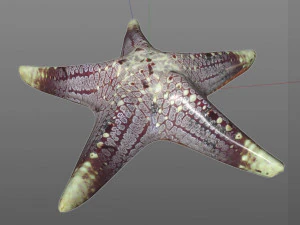 Star Fish v3 manipulado baixo poli Modelo 3D