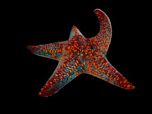 star fish v4 rigged low poly 3D Модель