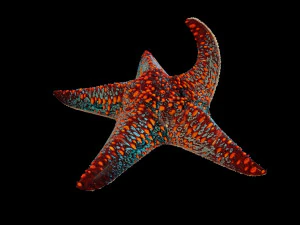 star fish v4 equipado com baixo poli Modelo 3D