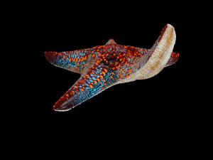 star fish v4 equipado com baixo poli Modelo 3D