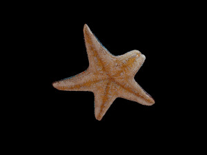 star fish v4 rigged low poly 3D Модель