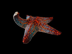 star fish v4 equipado com baixo poli Modelo 3D