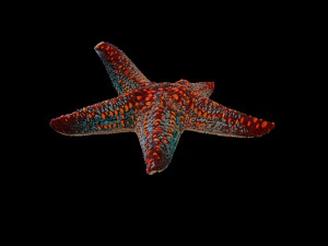 star fish v4 equipado com baixo poli Modelo 3D