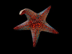 star fish v4 equipado com baixo poli Modelo 3D