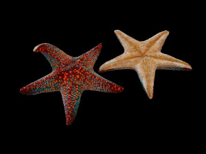 star fish v4 rigged low poly 3D Модель