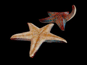 star fish v4 equipado com baixo poli Modelo 3D
