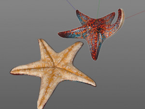 star fish v4 rigged low poly 3D Модель