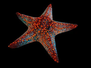 star fish v4 equipado com baixo poli Modelo 3D