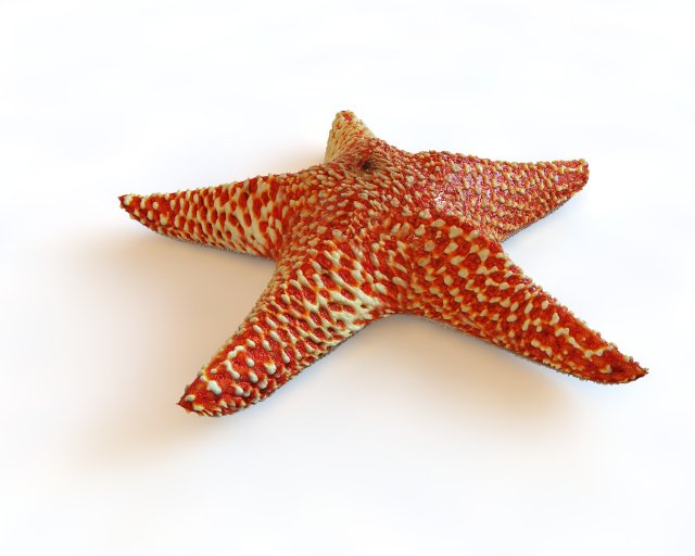 star fish v5 rigged low poly 3D Model .c4d .max .obj .3ds .fbx .stl .blend 