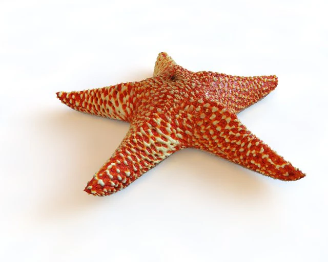 star fish v5 rigged low poly 3D Model .c4d .max .obj .3ds .fbx .stl .blend 