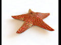 Star Fish V5 Rigged Low Poly 3D Model