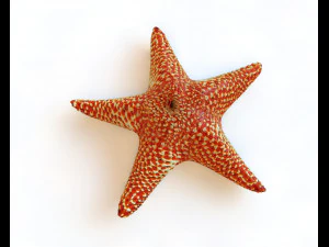 star fish v5 rigged low poly 3D Model