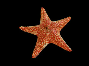 star fish v5 rigged low poly 3D Model