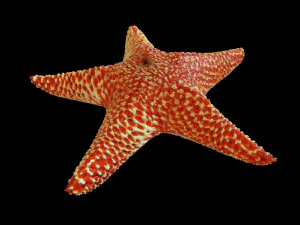 star fish v5 rigged low poly 3D Model