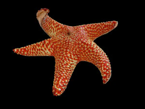 star fish v5 rigged low poly 3D Model