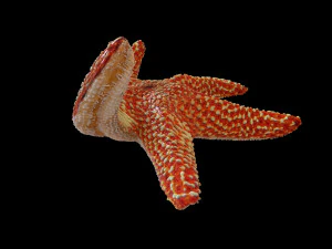 star fish v5 rigged low poly 3D Model