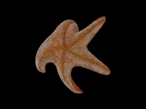 star fish v5 rigged low poly 3D Model
