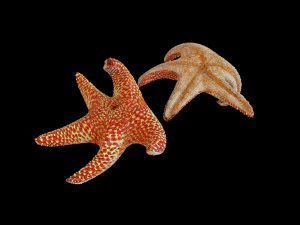 star fish v5 rigged low poly 3D Model