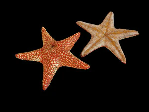 star fish v5 rigged low poly 3D Model