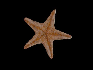 star fish v5 rigged low poly 3D Model