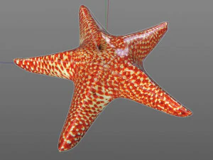 star fish v5 rigged low poly 3D Model