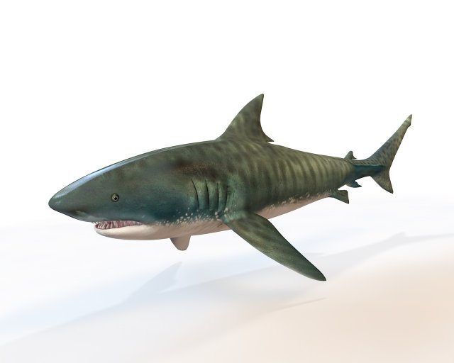 tiger shark rigged low poly 3D Модель .c4d .max .obj .3ds .fbx .stl .blend 