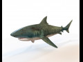 Tiger Shark Rigged Low Poly Modello 3D