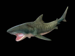 tiger shark rigged low poly 3D Модель