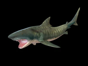 tiger shark rigged low poly 3D Model