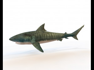 tiger shark rigged low poly 3D Модель