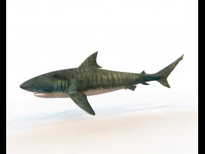 tiger shark rigged low poly 3D Model