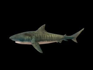 tiger shark rigged low poly 3D Модель