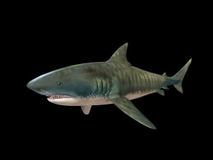 tiger shark rigged low poly 3D Модель