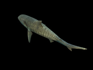 tiger shark rigged low poly 3D Модель