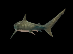 tiger shark rigged low poly 3D Модель