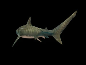 tiger shark rigged low poly 3D Model