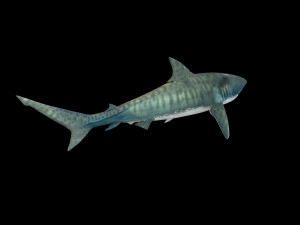 tiger shark rigged low poly 3D Модель