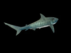 tiger shark rigged low poly 3D Model
