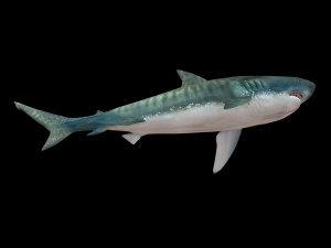 tiger shark rigged low poly 3D Модель
