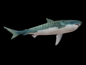 tiger shark rigged low poly 3D Model
