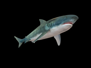 tiger shark rigged low poly 3D Модель