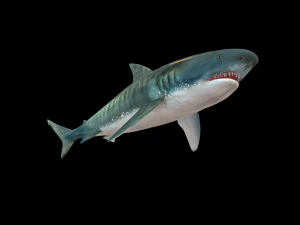 tiger shark rigged low poly 3D Model