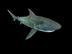 tiger shark rigged low poly 3D Модель