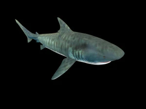 tiger shark rigged low poly 3D Model