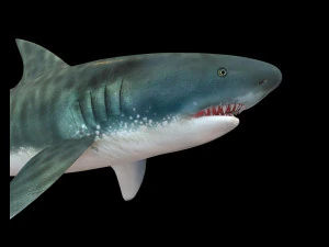 tiger shark rigged low poly 3D Model