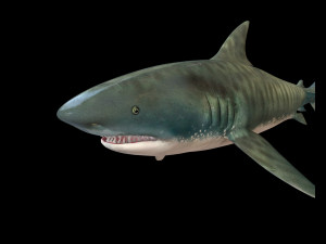 tiger shark rigged low poly 3D Модель