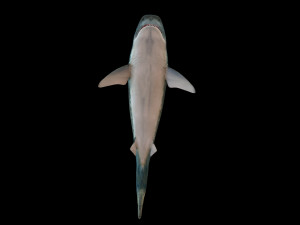 tiger shark rigged low poly 3D Модель